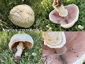 Agaricus crocodilinus-amf9